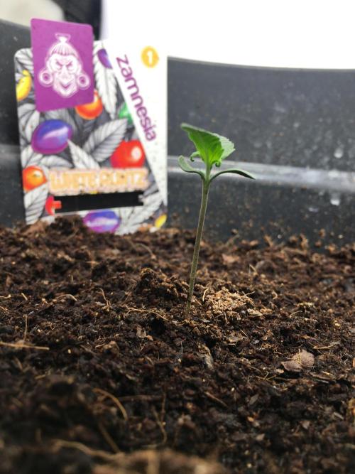 null. Week 1 - 15.12