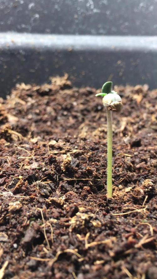 December 2025 | Wedding Cake 🍰