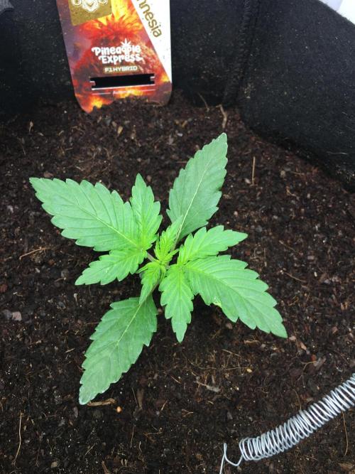 null. Week 1 - 18.12