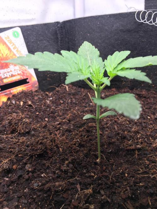 null. Week 1 - 18.12