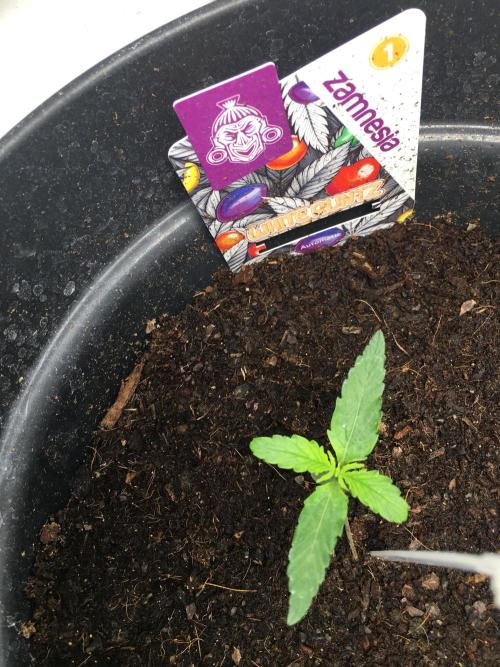 null. Week 1 - 18.12