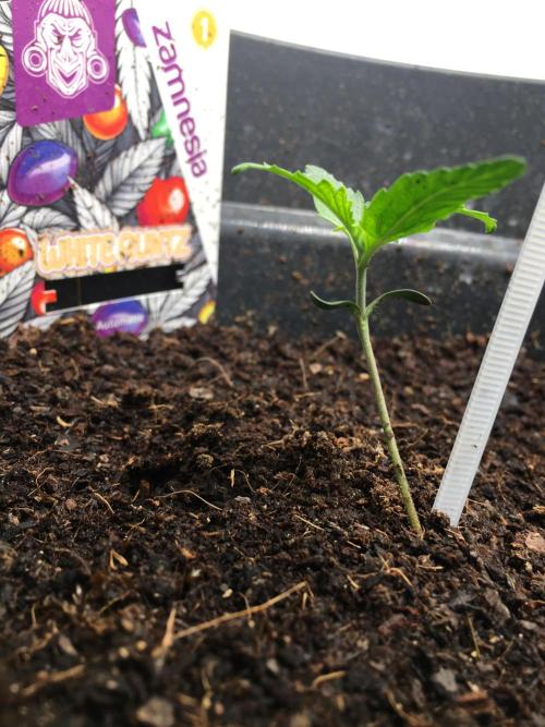 null. Week 1 - 18.12