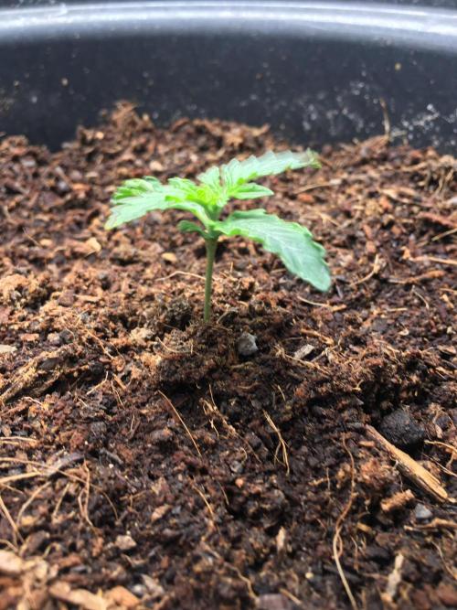 null. Week 1 - 18.12