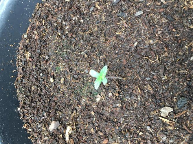 December 2025 | Wedding Cake 🍰. Week 0