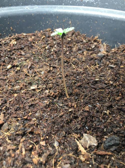 December 2025 | Wedding Cake 🍰. Week 0