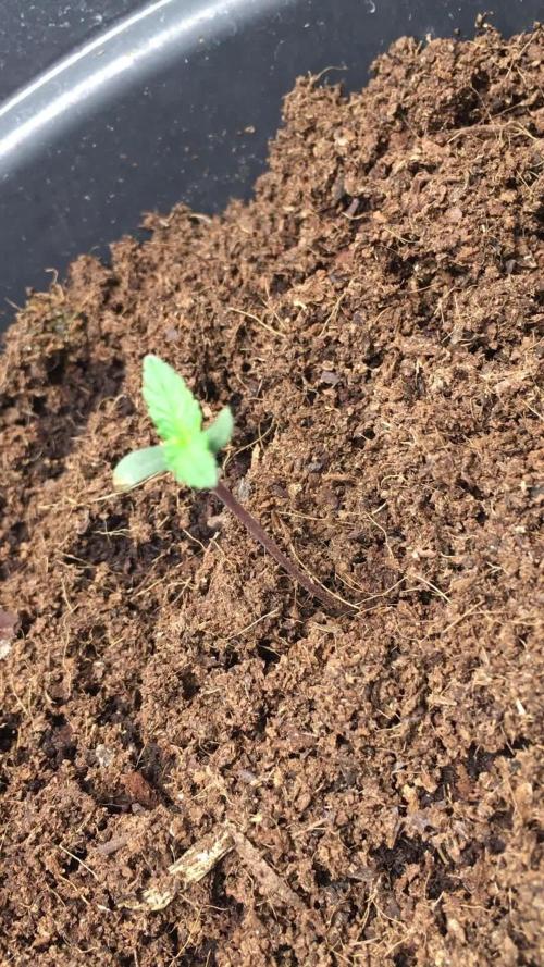 December 2025 | Wedding Cake 🍰