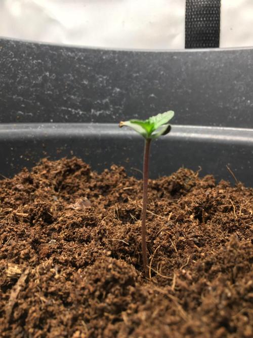 December 2025 | Wedding Cake 🍰. Week 1