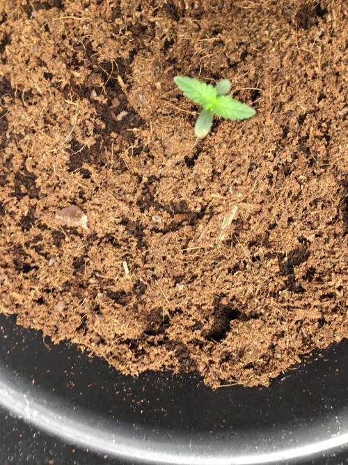 December 2025 | Wedding Cake 🍰. Week 1