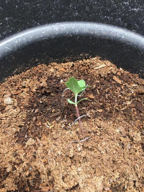 December 2025 | Wedding Cake 🍰. Week 1