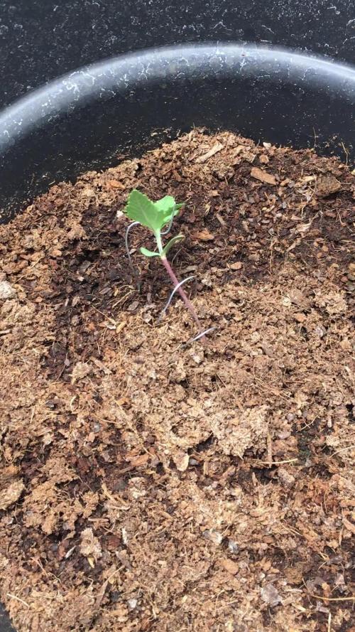 December 2025 | Wedding Cake 🍰