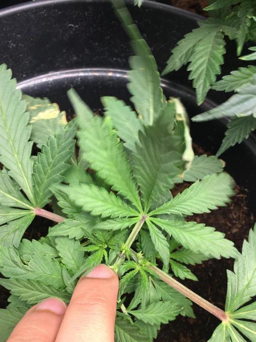 December 2025 | Wedding Cake 🍰. Week 3