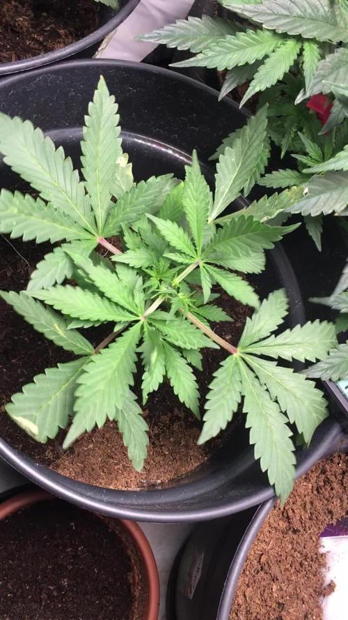 December 2025 | Wedding Cake 🍰