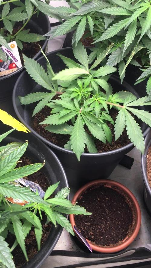 December 2025 | Wedding Cake 🍰