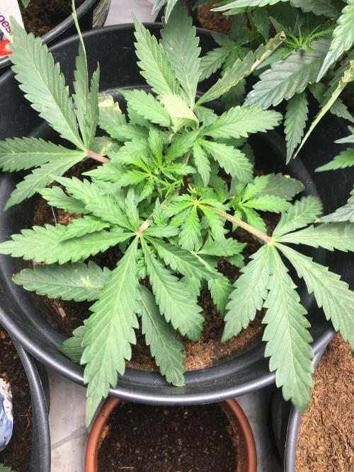 December 2025 | Wedding Cake 🍰. Week 3