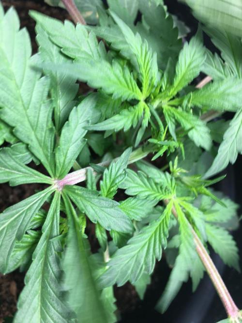 December 2025 | Wedding Cake 🍰. Week 3