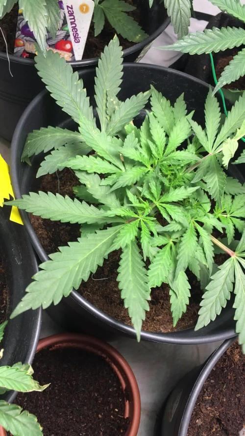 December 2025 | Wedding Cake 🍰