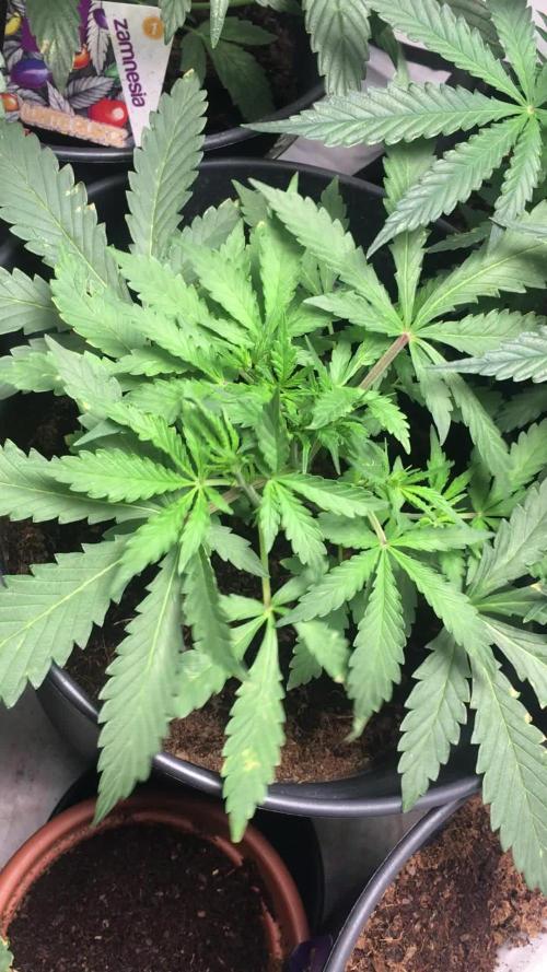 December 2025 | Wedding Cake 🍰