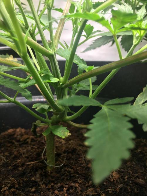 December 2025 | Wedding Cake 🍰. Week 4