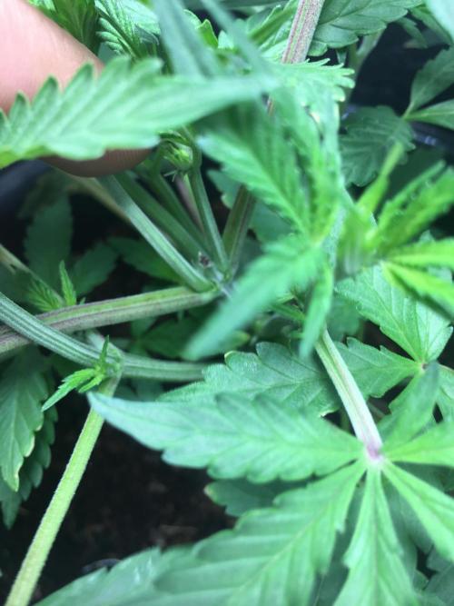 December 2025 | Wedding Cake 🍰. Week 4