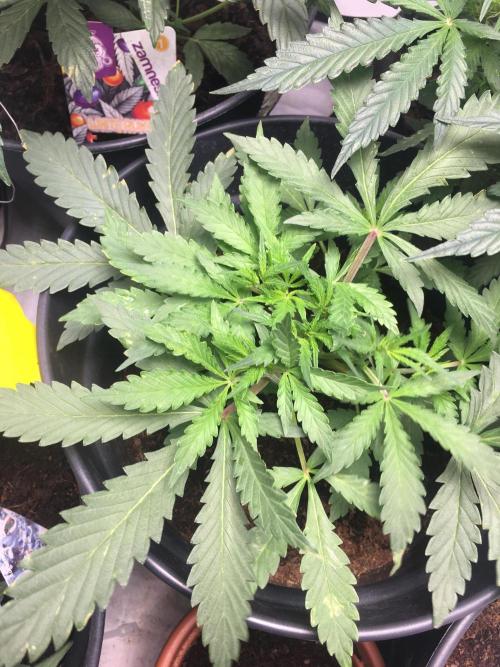 December 2025 | Wedding Cake 🍰. Week 4