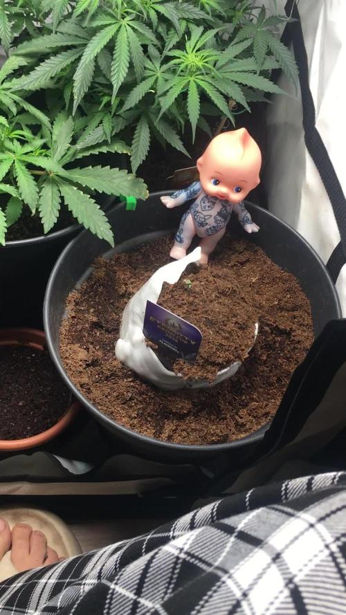 Sticky broccoli 🥦 Eternity Cup 2026