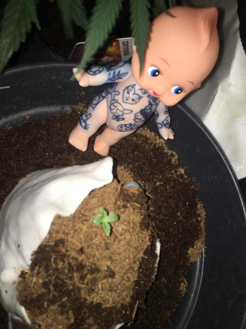 Sticky broccoli  🥦 Eternity Cup 2026. Week 1