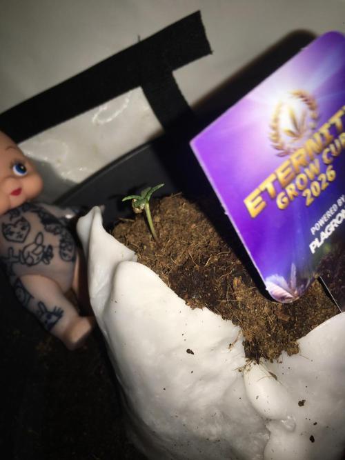 Sticky broccoli  🥦 Eternity Cup 2026. Week 1