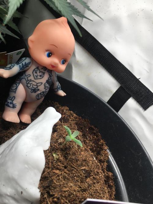 Sticky broccoli  🥦 Eternity Cup 2026. Week 1