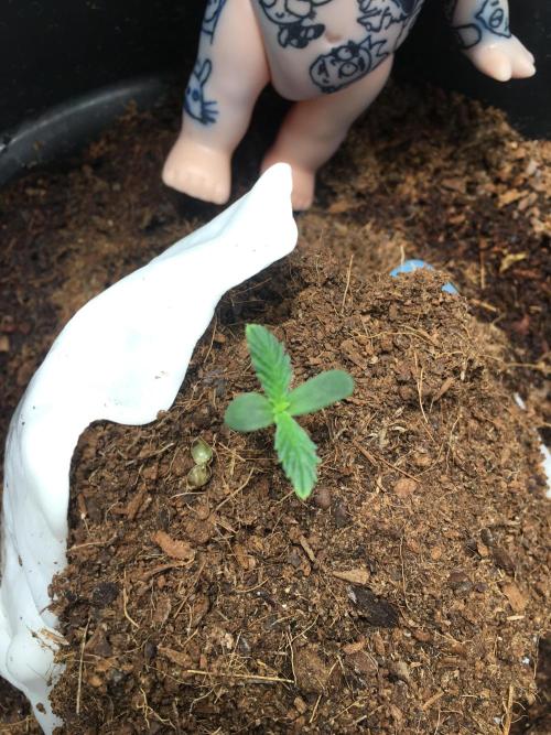 Sticky broccoli  🥦 Eternity Cup 2026. Week 1