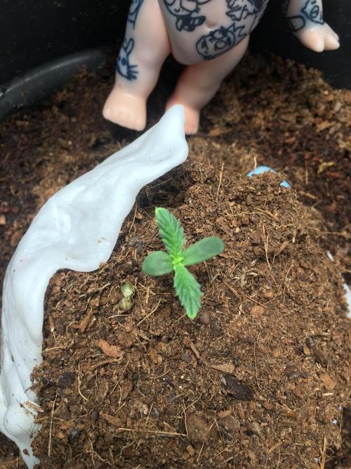 Sticky broccoli  🥦 Eternity Cup 2026. Week 1