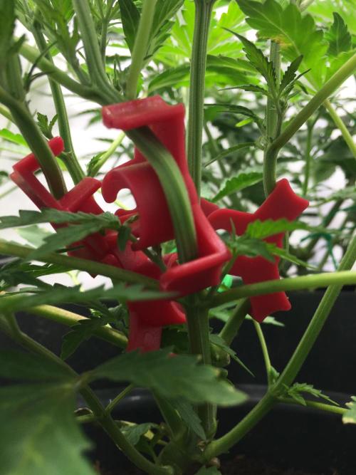 December 2025 | Wedding Cake 🍰. Week 4