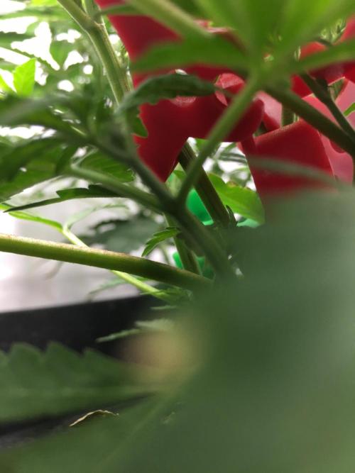 December 2025 | Wedding Cake 🍰. Week 4