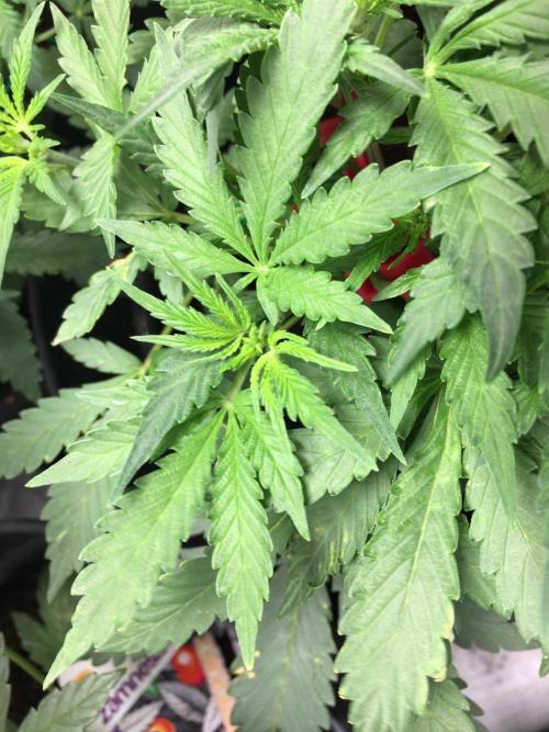 December 2025 | Wedding Cake 🍰. Week 4