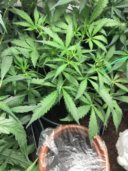 December 2025 | Wedding Cake 🍰. Week 4