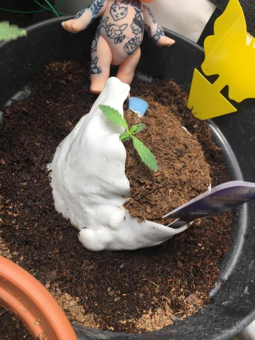 Sticky broccoli  🥦 Eternity Cup 2026. Week 1