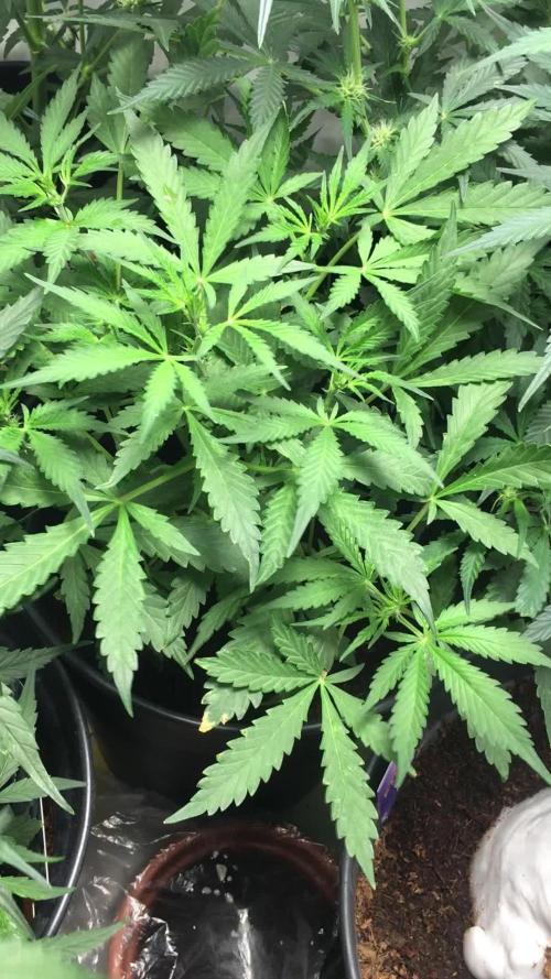 December 2025 | Wedding Cake 🍰