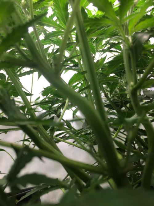 December 2025 | Wedding Cake 🍰. Week 5