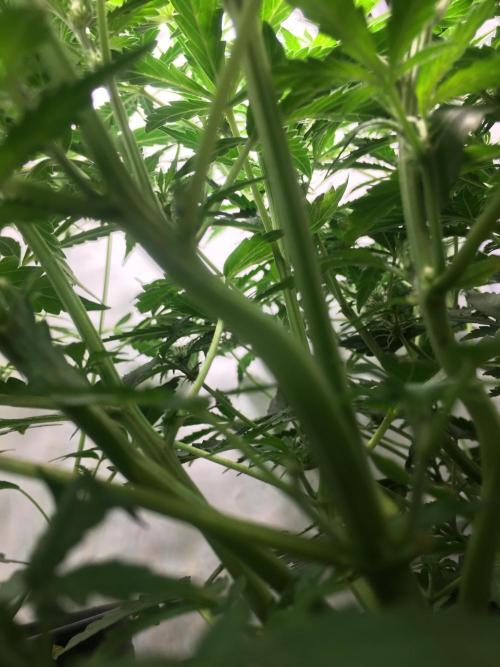 December 2025 | Wedding Cake 🍰. Week 5