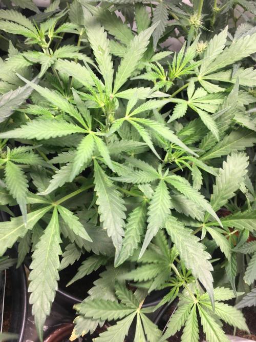 December 2025 | Wedding Cake 🍰. Week 5