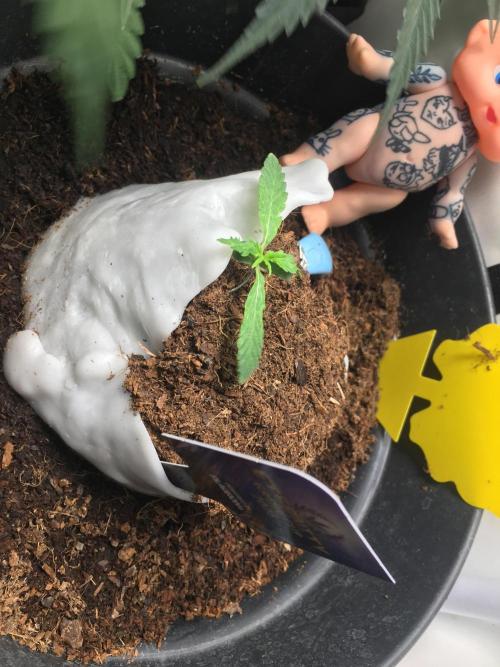 Sticky broccoli  🥦 Eternity Cup 2026. Week 2