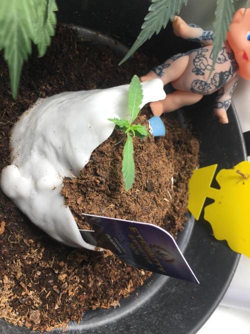 Sticky broccoli  🥦 Eternity Cup 2026. Week 2