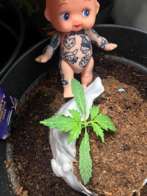 Sticky broccoli  🥦 Eternity Cup 2026. Week 2