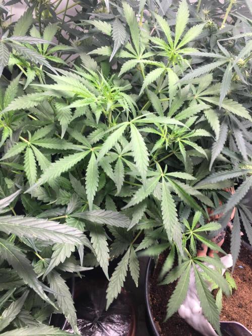 December 2025 | Wedding Cake 🍰. Week 5