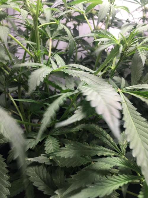 December 2025 | Wedding Cake 🍰. Week 5