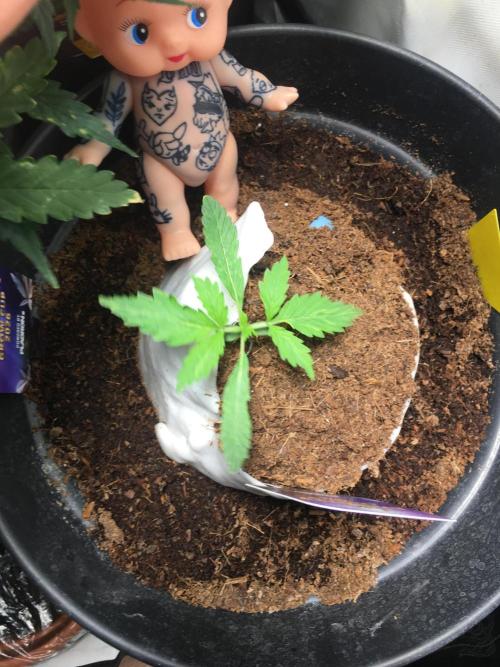 Sticky broccoli  🥦 Eternity Cup 2026. Week 2