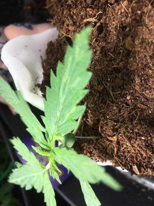 Sticky broccoli  🥦 Eternity Cup 2026. Week 2