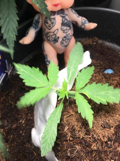 Sticky broccoli  🥦 Eternity Cup 2026. Week 2