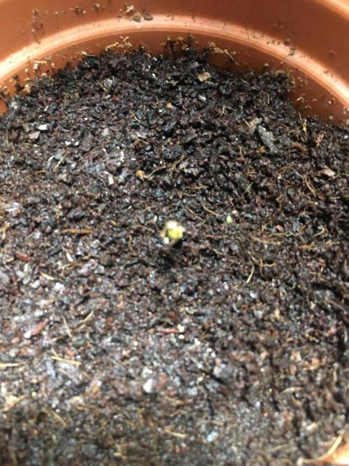 🥦Honey, I Shrunk the Broccoli! Micro. Week 0