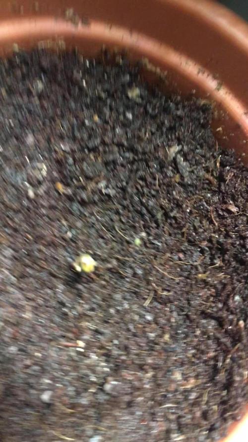 🥦Honey, I Shrunk the Broccoli! Micro