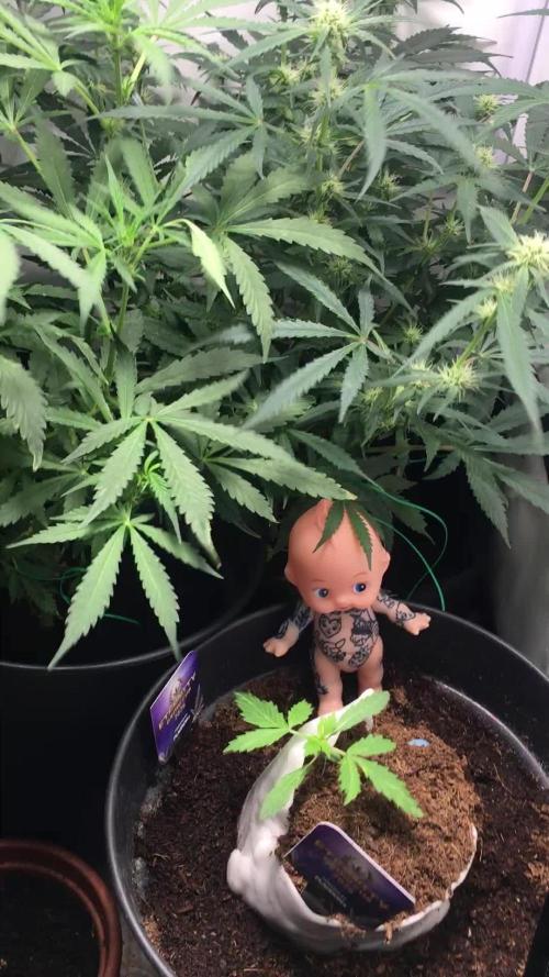 Sticky broccoli  🥦 Eternity Cup 2026